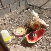 جوجه محلی فروشی