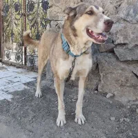 سگ ماده سرابی