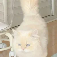 گربه ترکیب Ragdoll Himalayan|گربه|قم, سالاریه|دیوار