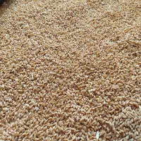 بذر گندم مهرگان