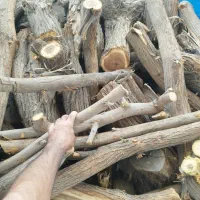برشکاری وهرسکاری درخت|خدمات باغبانی و درختکاری|اهواز, کمپلو جنوبی|دیوار