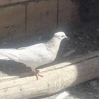طوقی ۳تا باهم ۶۰۰