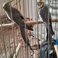 عروس هلندی نرماده با وسایل ۲ عدد جوجه و تخم