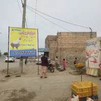 به یک کاریگر واسه مرغ پرکنی نیازمندیم