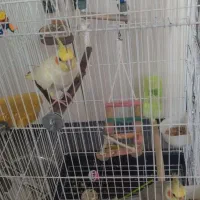عروس هلندی سخنگو نر وماده سالم و سرحال بازیگوش
