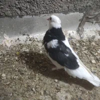 کفتر شهرستان مناسب|پرنده|یزد, |دیوار