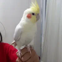 عروس هلندی لوتینو نر