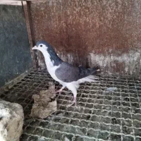 کبوتر دمگیر|پرنده|اصفهان, کارلادان|دیوار