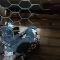 افشون ترتمیز|پرنده|مبارکه, |دیوار