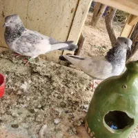 جفت سینه سبز نروماده|پرنده|شیراز, بازار|دیوار