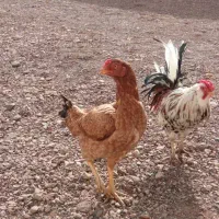 مرغ خروس  معاوزه باسگ