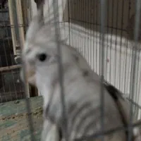 عروس نر وایت فیس|پرنده|ساوه, |دیوار