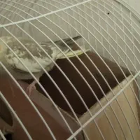 پنچ تا عروس هلندی|پرنده|قدس, شهر‌قدس|دیوار