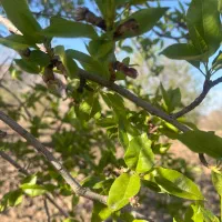 زمین کشاورزی با درخت بادام