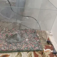 آکواریوم دایره ای