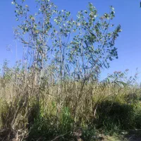 علف تراشی باغ و زمین