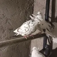 ۸ کفتر غریب گیری یه جای یه تومن|پرنده|اندیشه, شهرک المهدی|دیوار