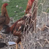 یک عدد خروس لاری اصیل هفت ماهه