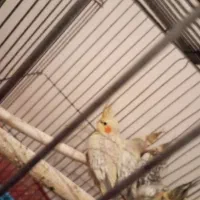 عروس هلندی|پرنده|ری, ظهیرآباد|دیوار