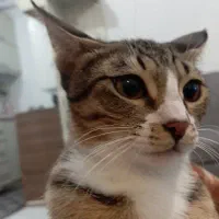 بچه گربه 5ماهه