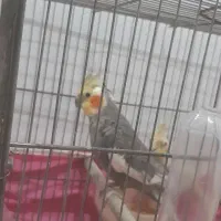 عروس هلندی|پرنده|رشت, شهرک شهید مفتح|دیوار