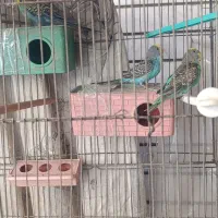 مرغ عشق|پرنده|اصفهان, جلفا|دیوار