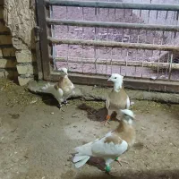 کفتر طوقی و پلنگ