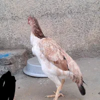 تخم اوشامو|حیوانات مزرعه|کرمانشاه, |دیوار