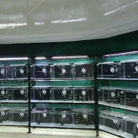 ماهی آکواریوم و لوازم|ماهی|صدرا-فارس, فاز ۱|دیوار