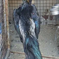 مرغ خروس اشامواصل