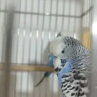 مرغ عشق انگلیسی گرید A