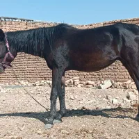 اسب مشکی|اسب و تجهیزات اسب‌سواری|مرودشت, ژیان|دیوار