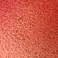 گندم بذری بوجار پیشگام