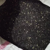 بذر پیاز قرمز درجه یک|خدمات باغبانی و درختکاری|جیرفت, |دیوار