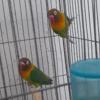 فروش|پرنده|رفسنجان, |دیوار