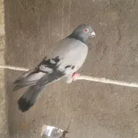 کبوتر گرفتنی
