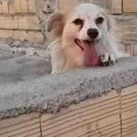 واگذاری سگ اشپیتز پامر|سگ|بندرعباس, |دیوار