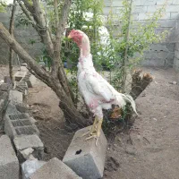 خروس لاری