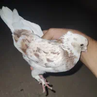 کفتر