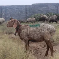 گوسفند کاور اوست