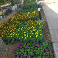 طراحی و کاشت گل و گیاهان آپارتمانی و فصلی