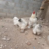 فروش تخم برهما