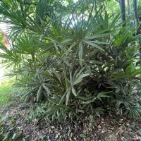 فروش درختان نخل بادبزنی محدوده رضوانشهر|گل و گیاه طبیعی|ضیابر, |دیوار