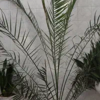 فروش گل طبیعی