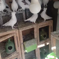 ۲۰تاکاکولی پریا