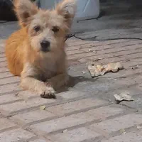 سگ پا کوتاه نر، ماده|سگ|سربیشه, |دیوار