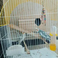 پرنده|پرنده|کرمانشاه, |دیوار