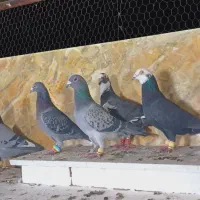 کبوتران علی خلیلی|پرنده|مشهد, انصار|دیوار