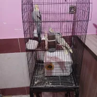 فروش عروس هلندی با تمام وسایل