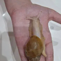 حلزون آلوبینو